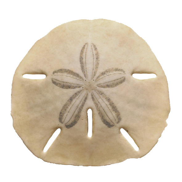 Sand Dollar PNG